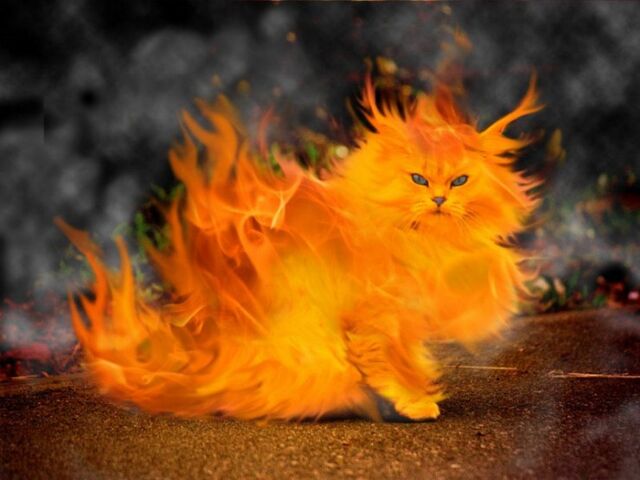 File:Flamecat.jpg