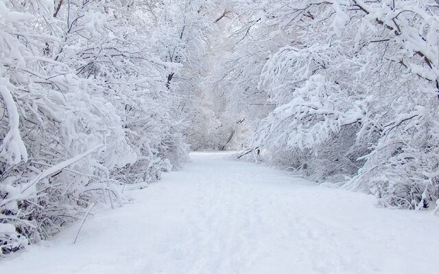 File:Winterskin.jpg
