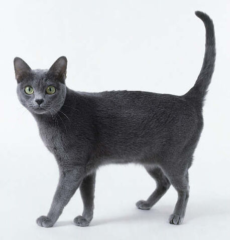 File:Dovepaw.jpg