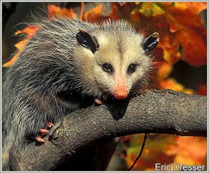 File:Opossum.jpg