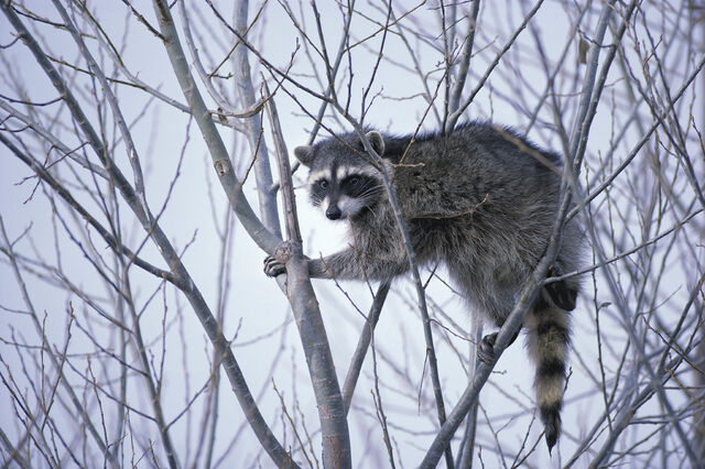 File:Raccoon.jpg
