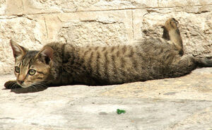 Tigerstar