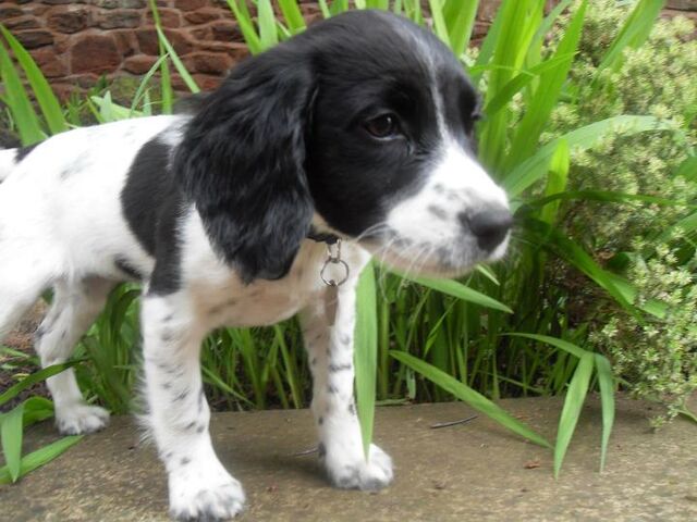 File:Daisy 2.jpg