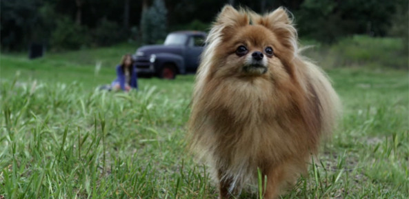 File:Fred-pom-large-marge.jpg
