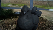 Black-Chocobo-Chick-FFXV