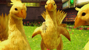 Nautilus Chocobos