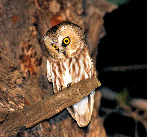 File:OwlAye.jpg