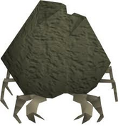 Rock crab