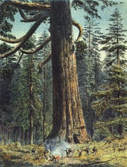 Black-forest-sequoia