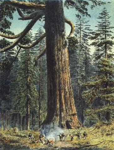 File:Black-forest-sequoia.jpg