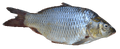 Thumbnail for version as of 18:56, October 30, 2008