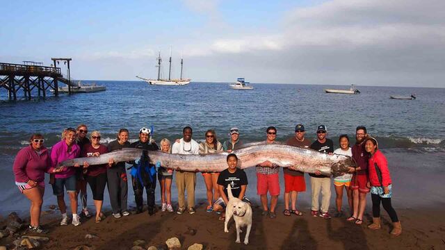 File:Oarfish1920.jpg