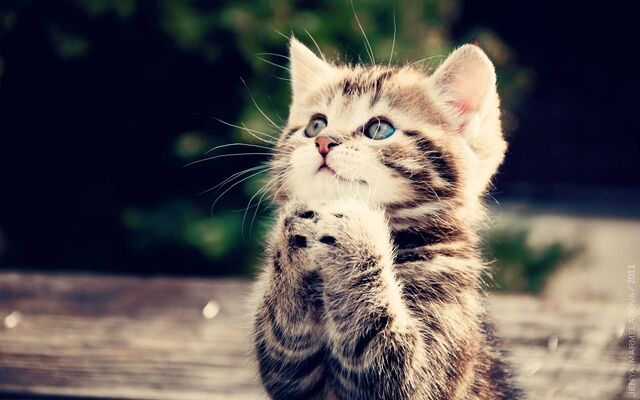 File:Kitty cat.jpg