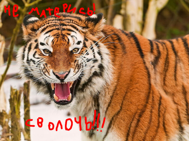 Файл:Elitefon ru-32961.jpg