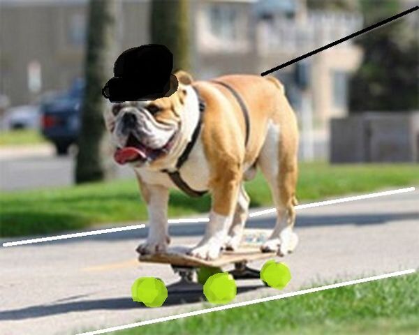 Файл:Animals-Playing-sports-17.jpg