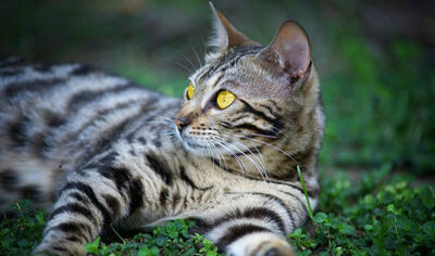 Falconstripe