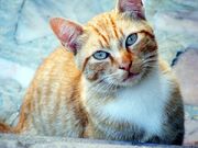 Gingerblossom