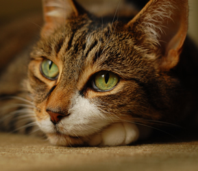 Brown cat