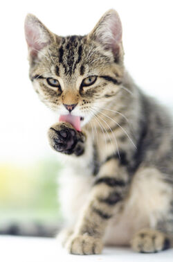 Owlpaw