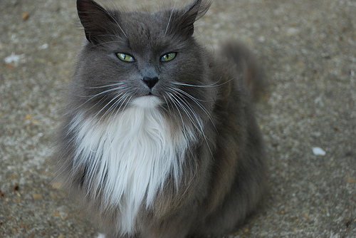 Marlus