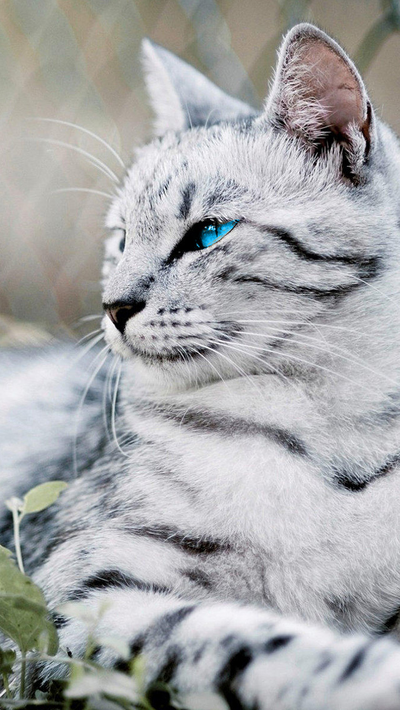 Frostleaf
