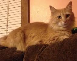 Biscuit