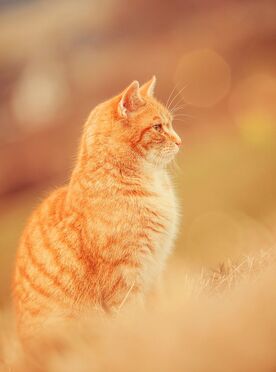 Flame flicker