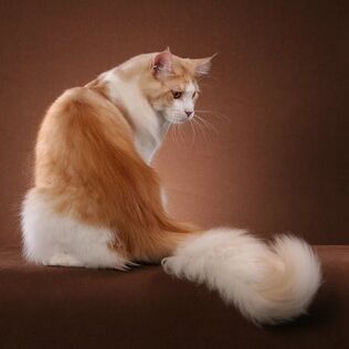 Maine-coon-cat-creme-soda