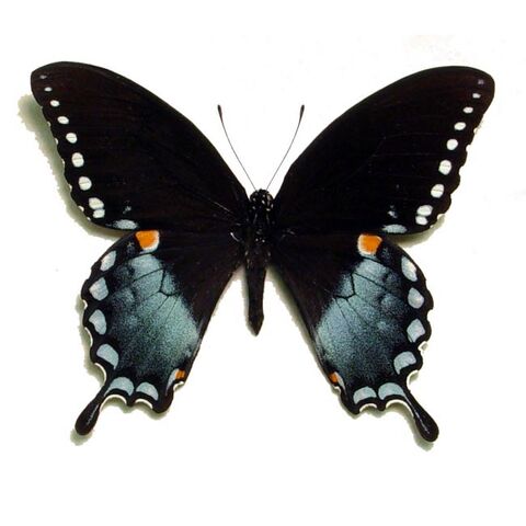 File:11 Spicebush Swallowtail.jpg