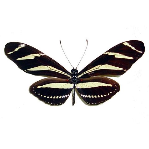 File:13 Zebra Longwing.jpg