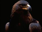 Black eagle Wallpaper yvt2