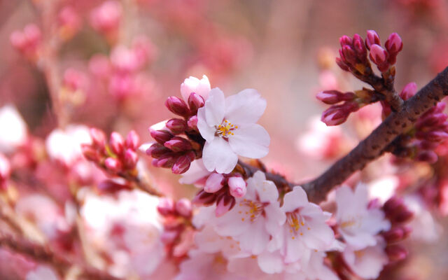 File:Cherry-blossom1.jpg
