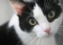 The Cat Jazz WHEEE