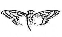 Cicada 3301 logo