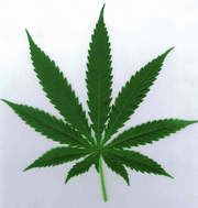 Airhippieemblem
