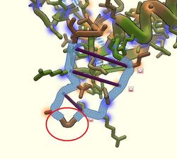 Glycine Hinge.jpg