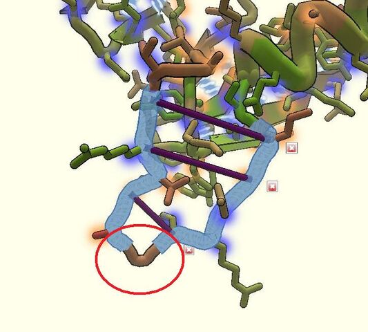 File:Glycine Hinge.jpg