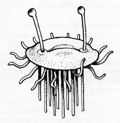File:FlumphADnD.jpg