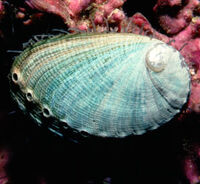 Green abalone shell1
