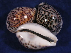 Tiger cowries