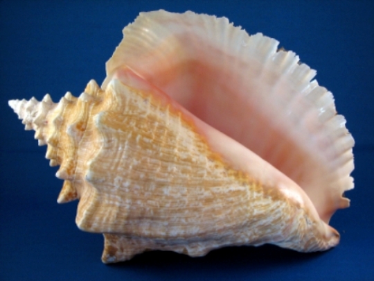 Image result for conch