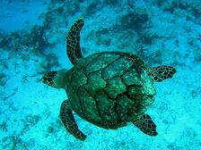 Hawksbill sea turtle1