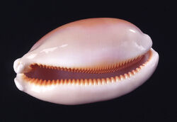 Pearl cowrie