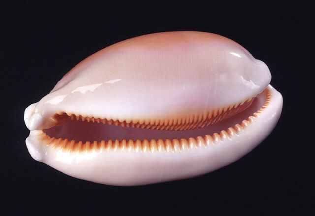 File:Pearl cowrie.jpg