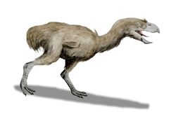 Paraphysornis BW