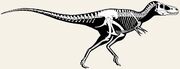 Nanotyrannus skeleton