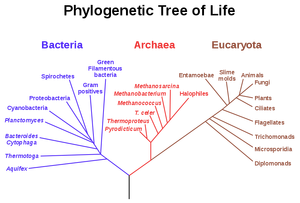 Phylogenetic tree.svg