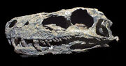 Herrerskull