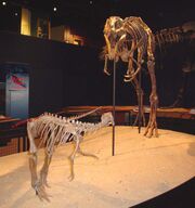Jane TRex Burpee3