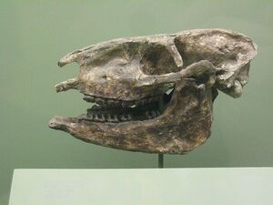 Miohippus